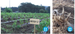 11・12